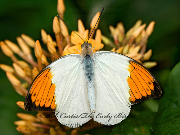 Hebomoia glaucippe  GREAT ORANGETIP 8009656z