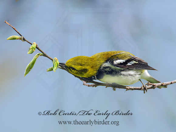 Setophaga virens  BLACK-THROATED GREEN WARBLER 6004821z