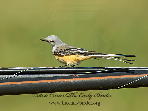 Tyrannus forficatus SCISSOR-TAILED FLYCATCHER 9006713z