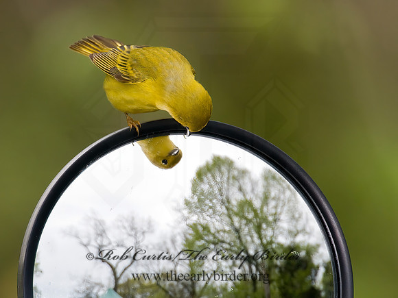 Setophaga petechia  YELLOW WARBLER 6005072z