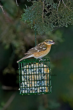 Pheucticus melanocephalus  BLACK HEADED GROSBEAK 5006148z