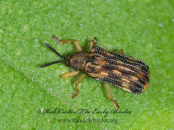 Sumitrosis inequalis HISPINE LEAF BEETLE 6007467z