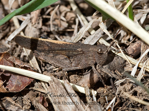 Arphia conspersa  SPECKLE-WINGED RANGELAND GRASSHOPPER 9054806z