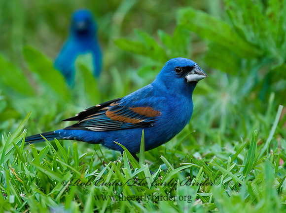 Guiraca caerulea  BLUE GROSBEAK 7002316z