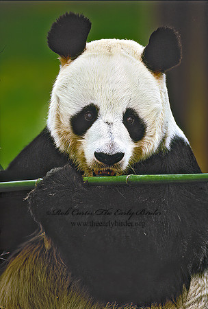 Ailuropoda melanoleuca  GIANT PANDA 159814-1 z