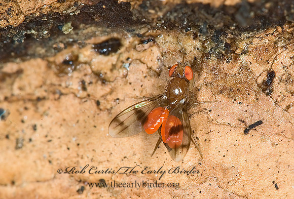 Chymomyza amoena VINEGAR FLY 6009807z