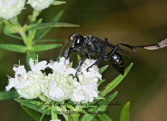 Isodontia philadelphica  GRASS-CARRYING WASP 6012563z