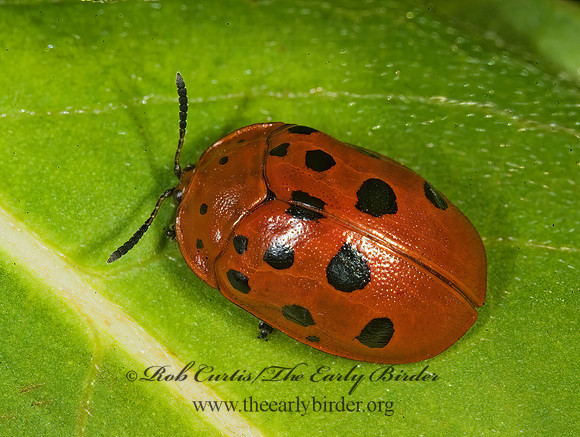 Chelymorpha cassidea  ARGUS TORTOISE  BEETLE 8008143z