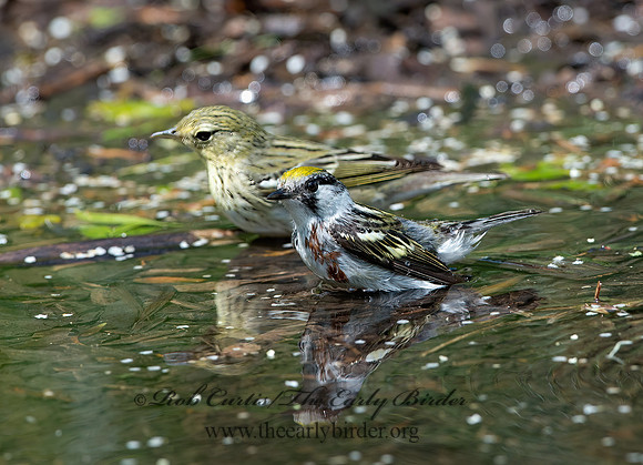 Setophaga pennsylvanica  CHESTNUT-SIDED WARBLER 9046216z