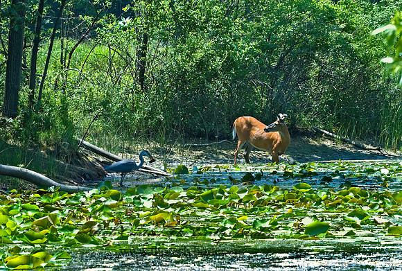 Odocoileus virginianus  WHITE-TAILED DEER 5009472z
