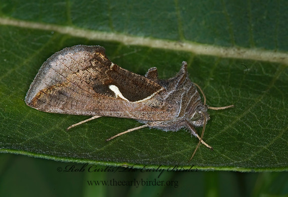 Anagrapha falcifera  CELERY LOOPER MOTH 6015799z