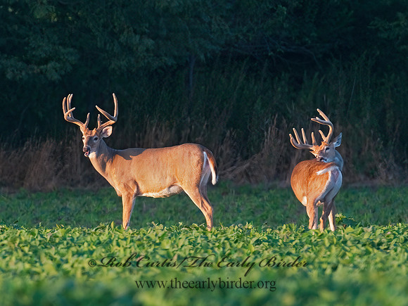 Odocoileus virginianus  WHITE-TAILED DEER 3004021z