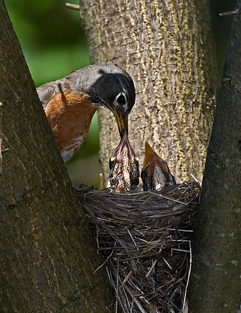 Turdus migratorius  AMERICAN ROBIN 6006176z