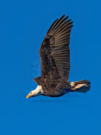 Haliaeetus leucocephalus BALD EAGLE 3048345z