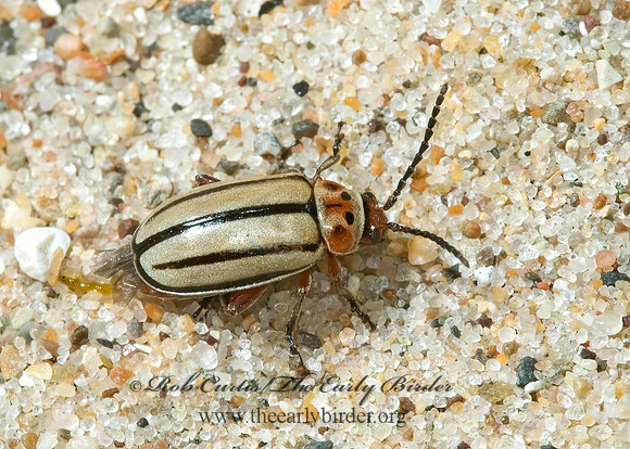 Disonycha alternata 5001906z
