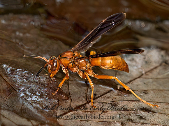 Polistes carolina  PAPER WASP 9051907z