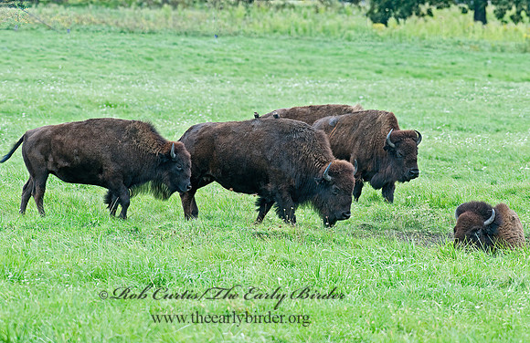 Bison bison  BISON 8023878z