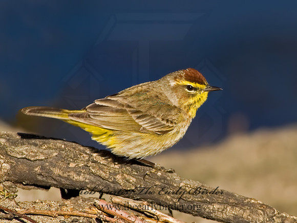 Setophaga palmarum  PALM WARBLER 4000157z