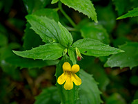 Erythranthe denatata TOOTHED MONKEY FLOWER 9059211z