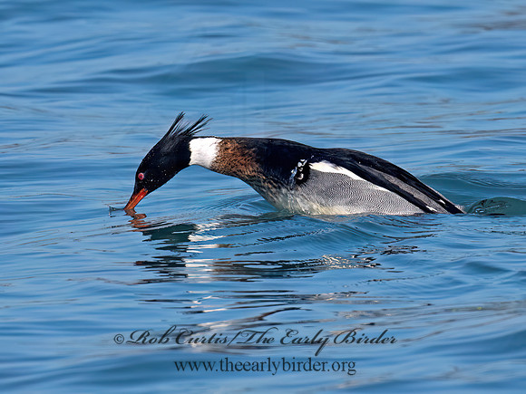 Mergus serrator RED-BREASTED MERGANSER 9086651z
