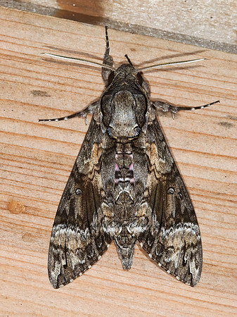 Agrius cingulata  PINK-SPOTTED SPHINX MOTH  6023891z