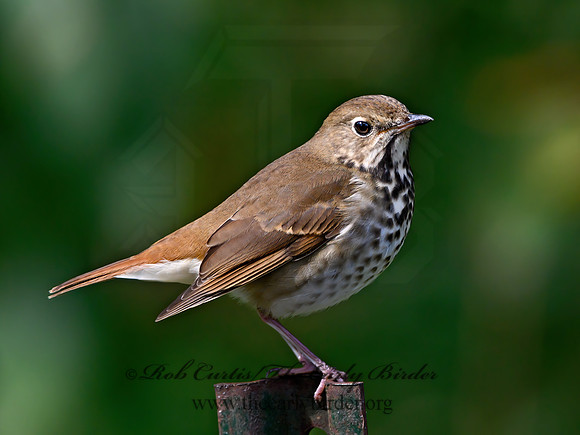 Catharus guttatus  HERMIT THRUSH 1307255z