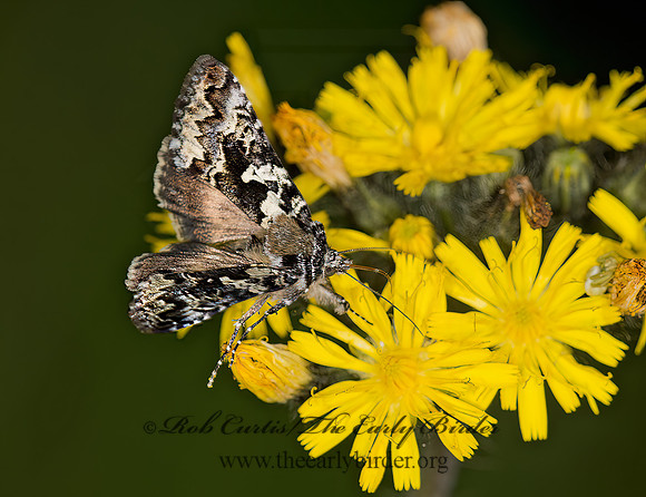 Syngrapha rectangula  SALT & PEPPER LOOPER MOTH 9036109z