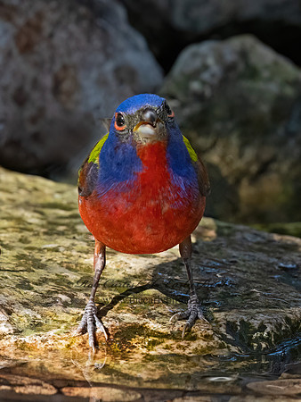 Passerina ciris  PAINTED BUNTING 3040992z
