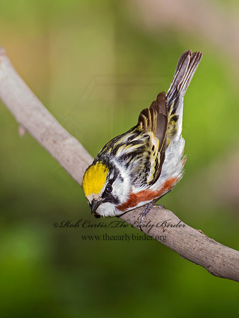 Setophaga pennsylvanica  CHESTNUT-SIDED WARBLER 9011664z