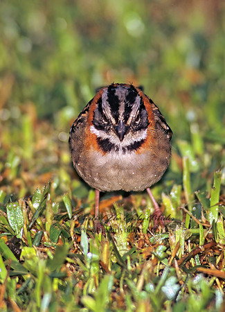 Zonotrichia capensis  RUFOUS-COLLARED SPARROW 206417z