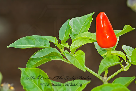 Capsicum annuum  ORNAMENTAL PEPPER 5013118 z