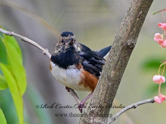 Pipilo erythrophthalmus  EASTERN TOWHEE 1300407z