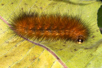 Estigmene acrea SALT MARSH MOTH 6014668z
