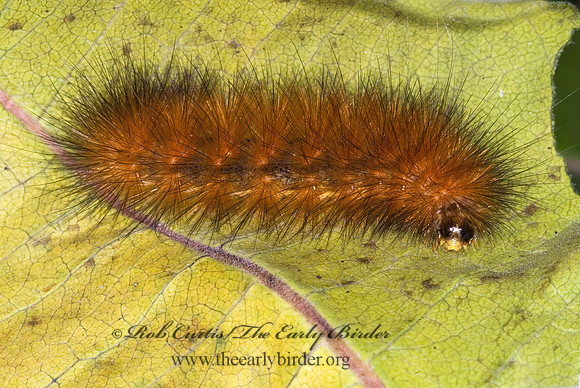 Estigmene acrea SALT MARSH MOTH 6014668z