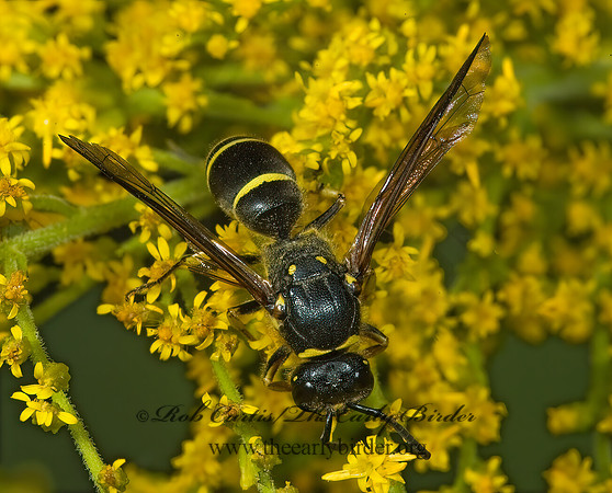 Ancistrocerus adiabatus 5014693z