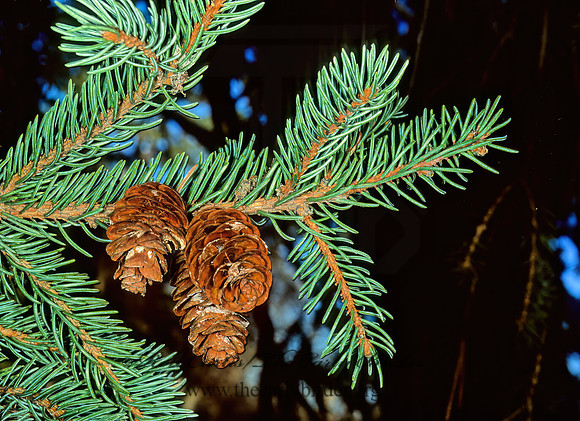 Picea glauca  WHITE SPRUCE 215019z