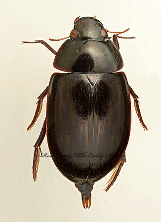 Hydrochara  9019488z