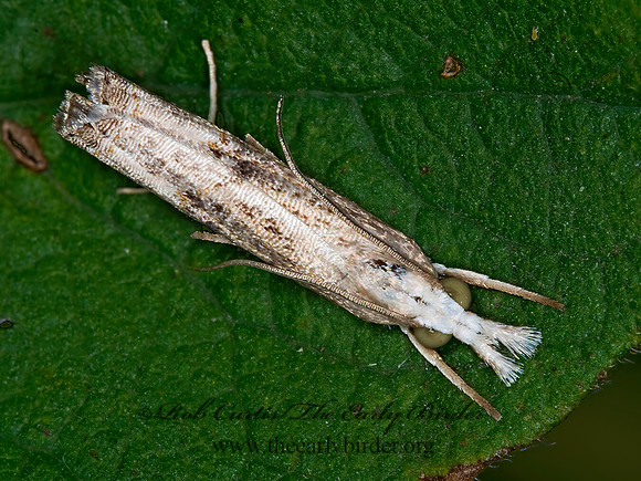 Parapediasia teterrellus   BLUEGRASS WEBWORM MOTH 6012841z
