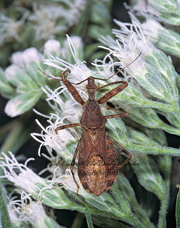 Acholla multispinosa  ASSASSIN BUG 1115611z