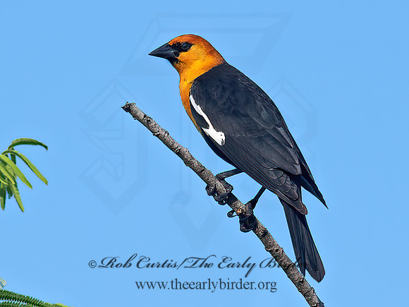 Xanthocephalus xanthocephalus  YELLOW-HEADED BLACKBIRD 6039718z