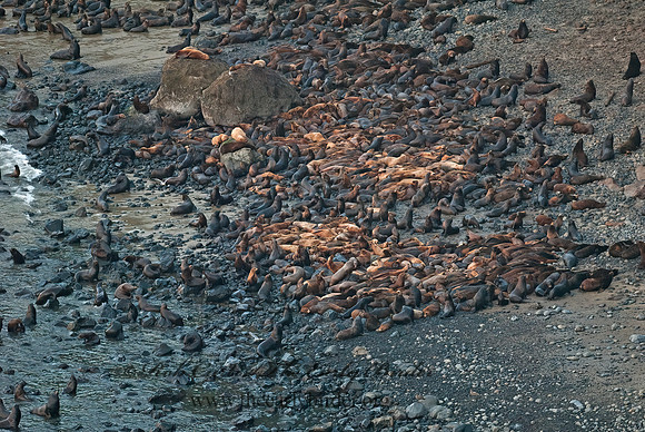 Zalophus californianus  CALIFORNIA SEA LION 7017346z