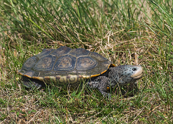 Malaclemys terrapin littoralis  TEXAS DIAMONDBACK TERRAPIN 6022595z