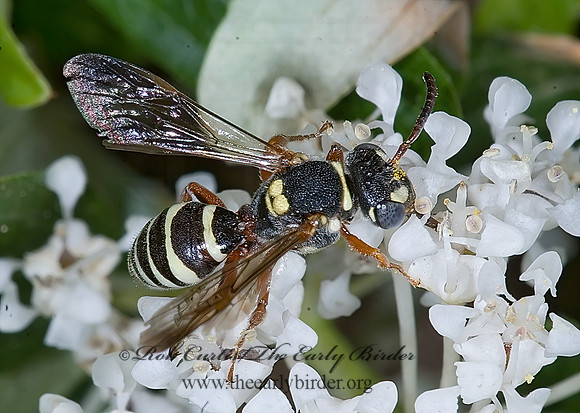 Nomada vegana grp  CUCKOO BEE 7010209z