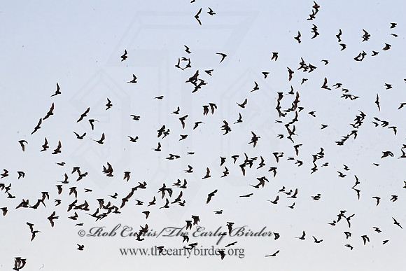 Tadarida brasiliensis  MEXICAN FREE-TAILED BAT 6040879z
