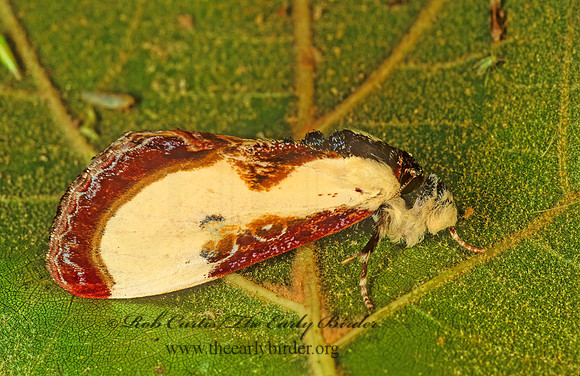Eudryas erata BEAUTIFUL WOOD-NYMPH 113929z