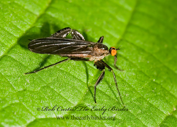 Rhamphomyia longicauda  DANCE FLY 8014926z