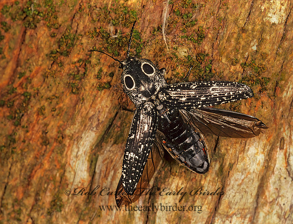 Alaus oculatus 261135z