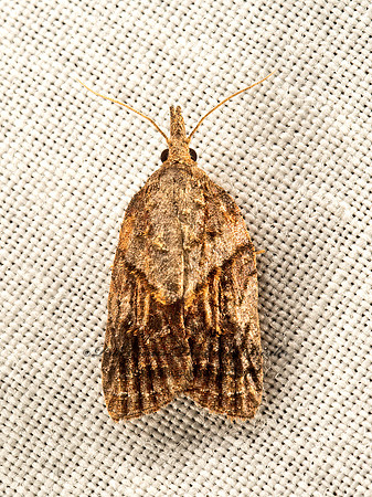 Tortricinae  TORTRICID MOTH 9051436z