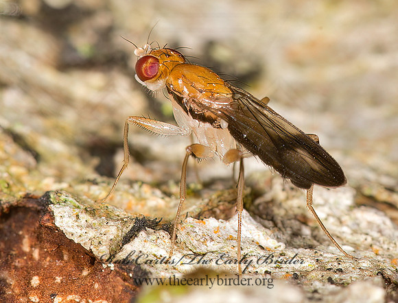 Clusia czernyi  CLUSIID FLY 9032628z