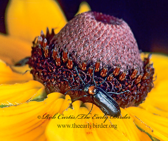Nemognatha nemorensis  BLISTER BEETLE 168718z